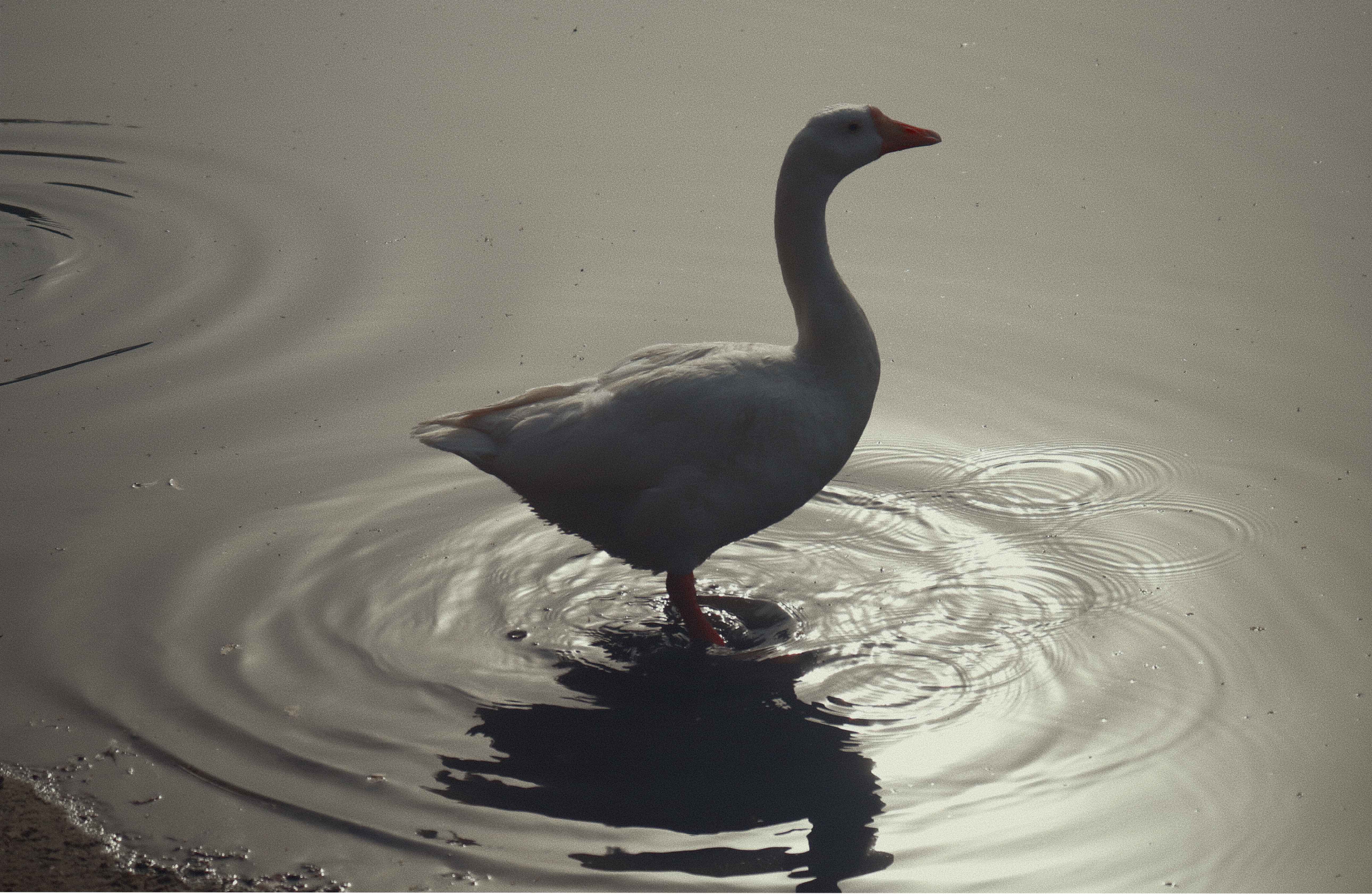Duck